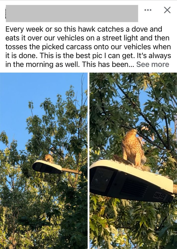 Screenshot of a Facebook post with two pictures of a red-tailed hawk perched on a street light. Text describes the bird eating a mourning dove and tossing the remains on their car, in a weirdly accusatory manner. 