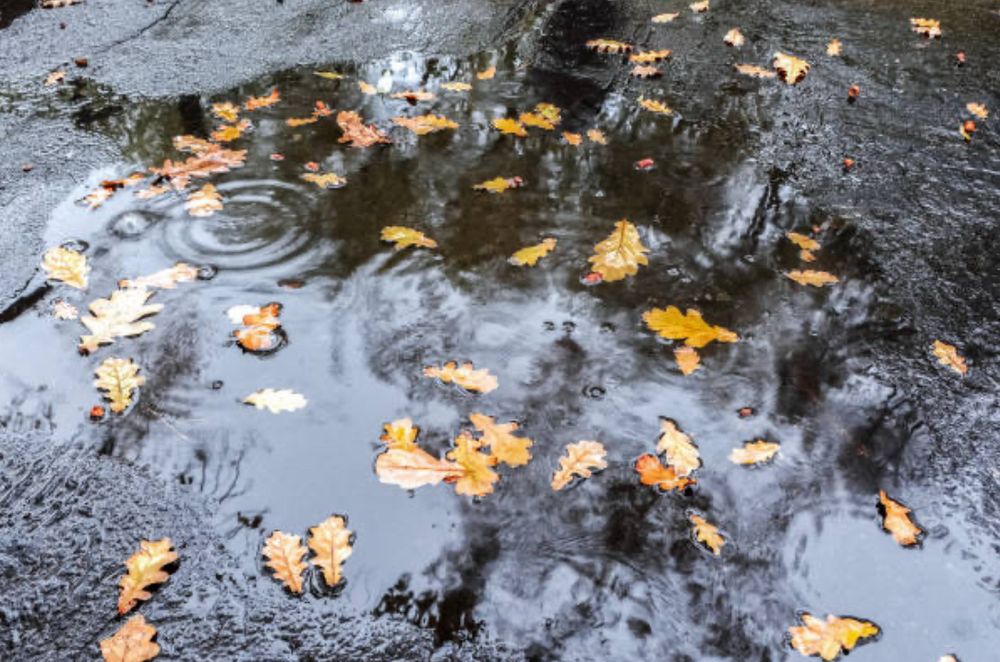 Oak leaves in a puddle