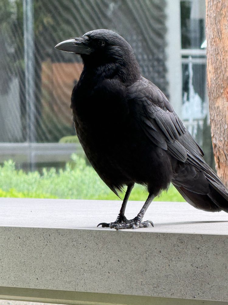 crow