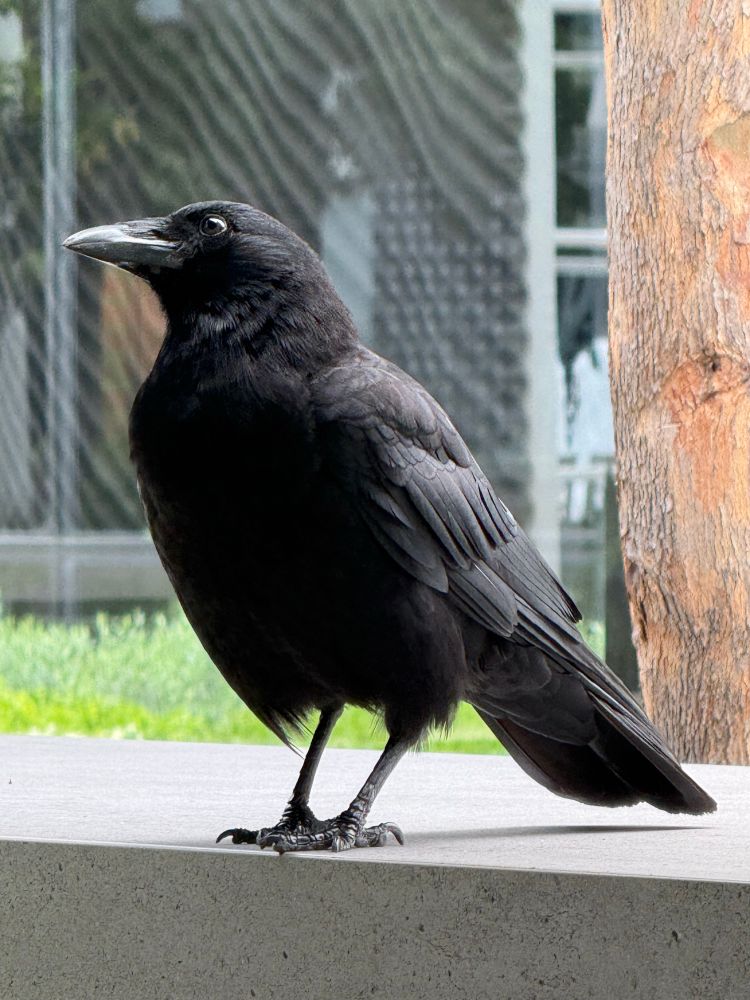 crow
