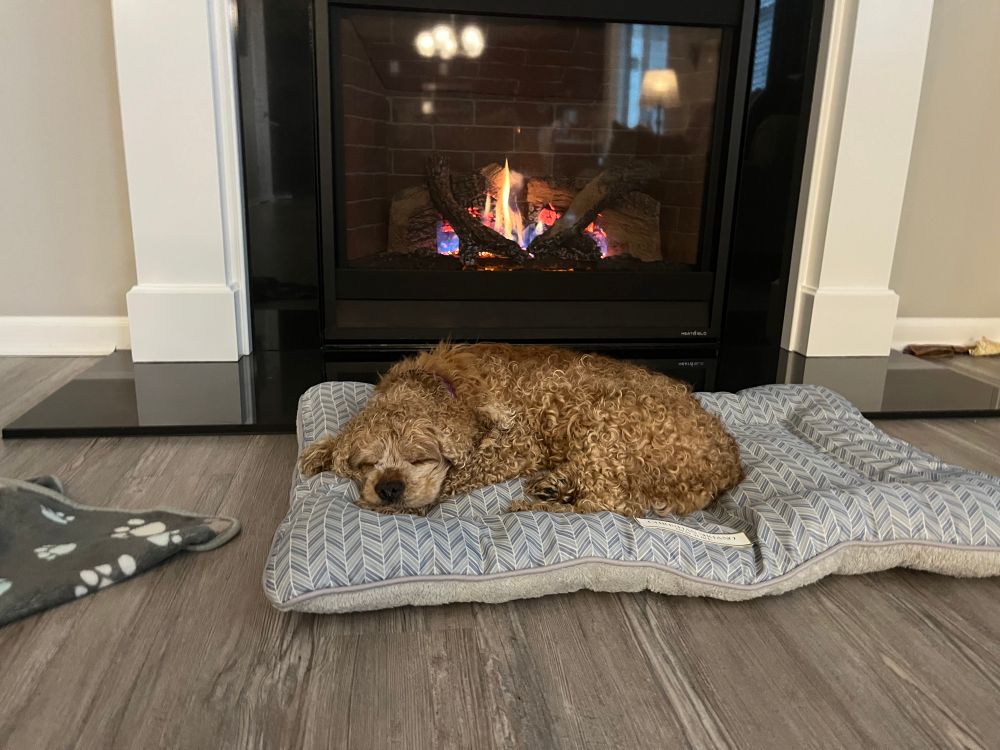 Cocker spaniel sleeping in front of a fire place 