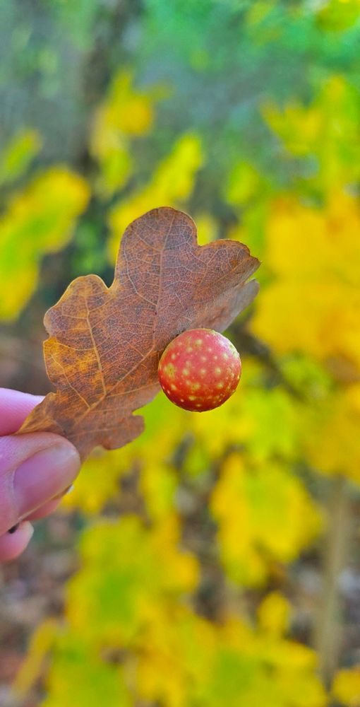Photo of a hand holding a leaf with an oak gall.
