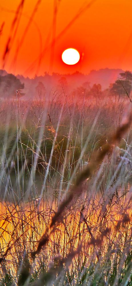 Photo of a sunrise in the swamp, blurry grass in the front.