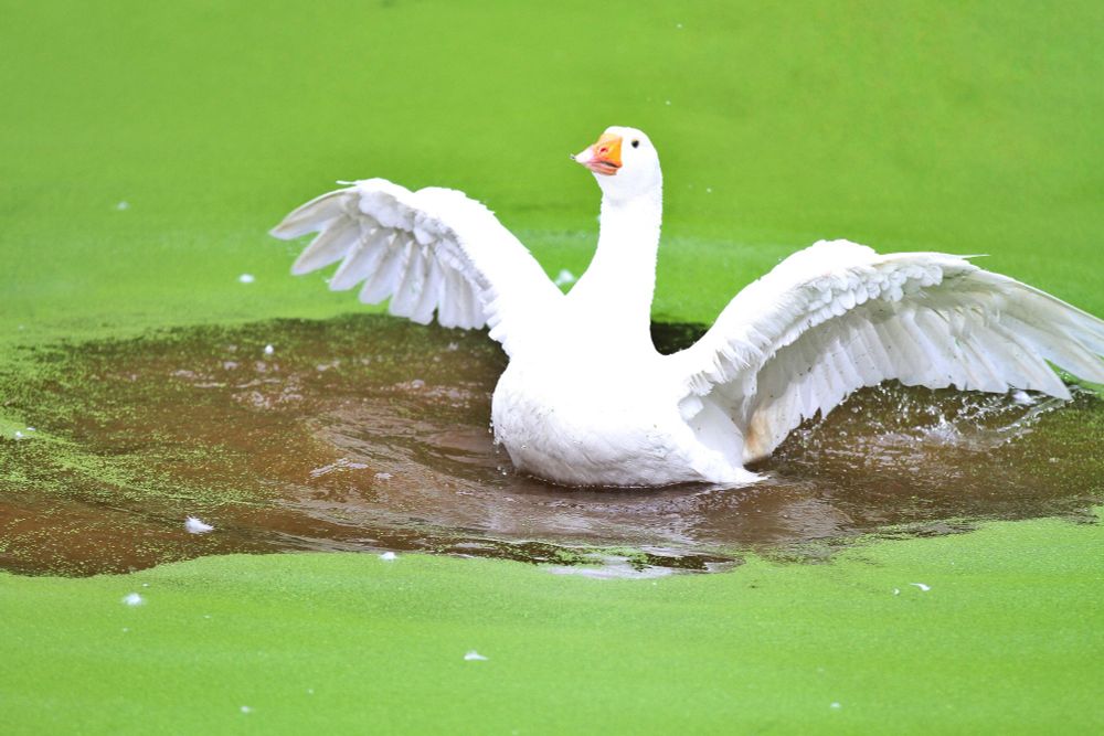 White goose in a green, overgrown pond.