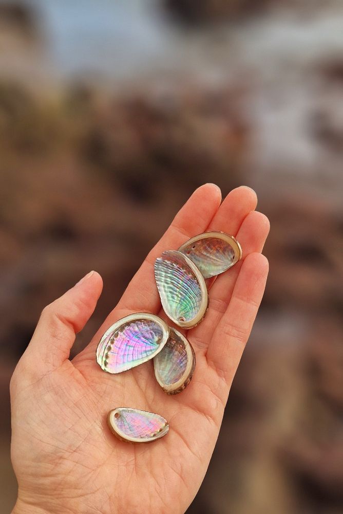 Photo of a hand holding some shiny abalone shells.