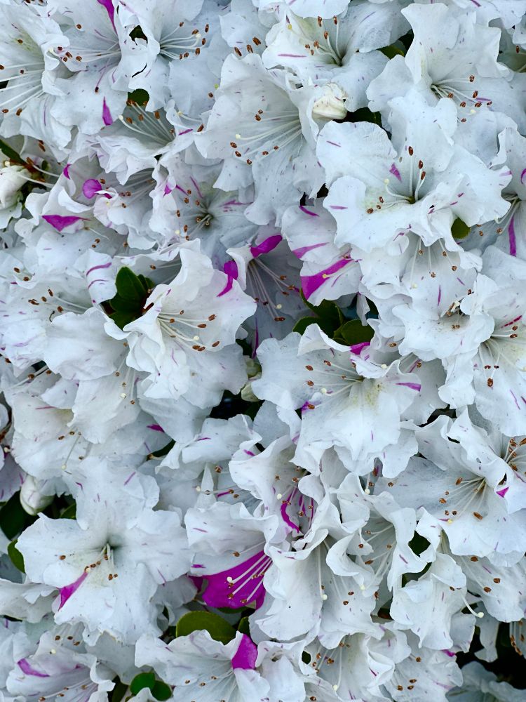 De très jolies fleurs blanches avec quelques taches de fushia 