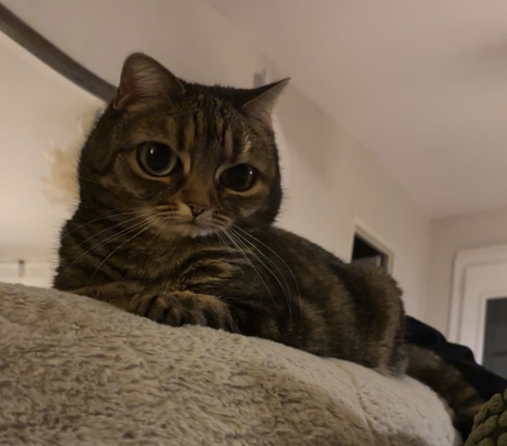 Une photo de l’être le plus mignon de la planète (mon chat) avec un filtre TikTok dessus qui lui fait une tête toute ronde toute cute toute j’ai envie de taper un croc de mignonnerie 