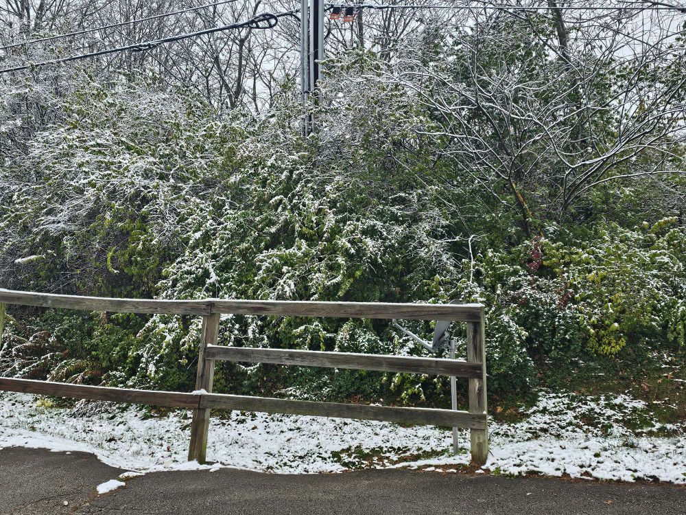 A picture of a lush area of trees, bushes, and a wooden fence coated in a thin layer of snow