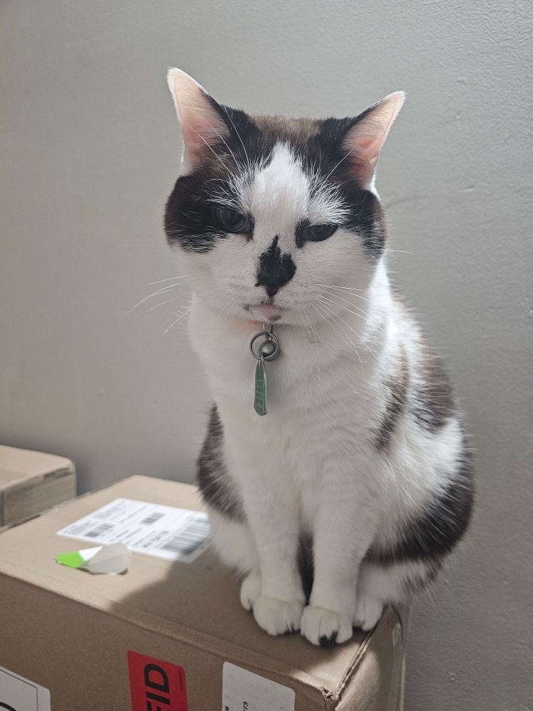A picture of my roomate's cat Calisi, a black and white Minx cat sitting regally on a cardboard box