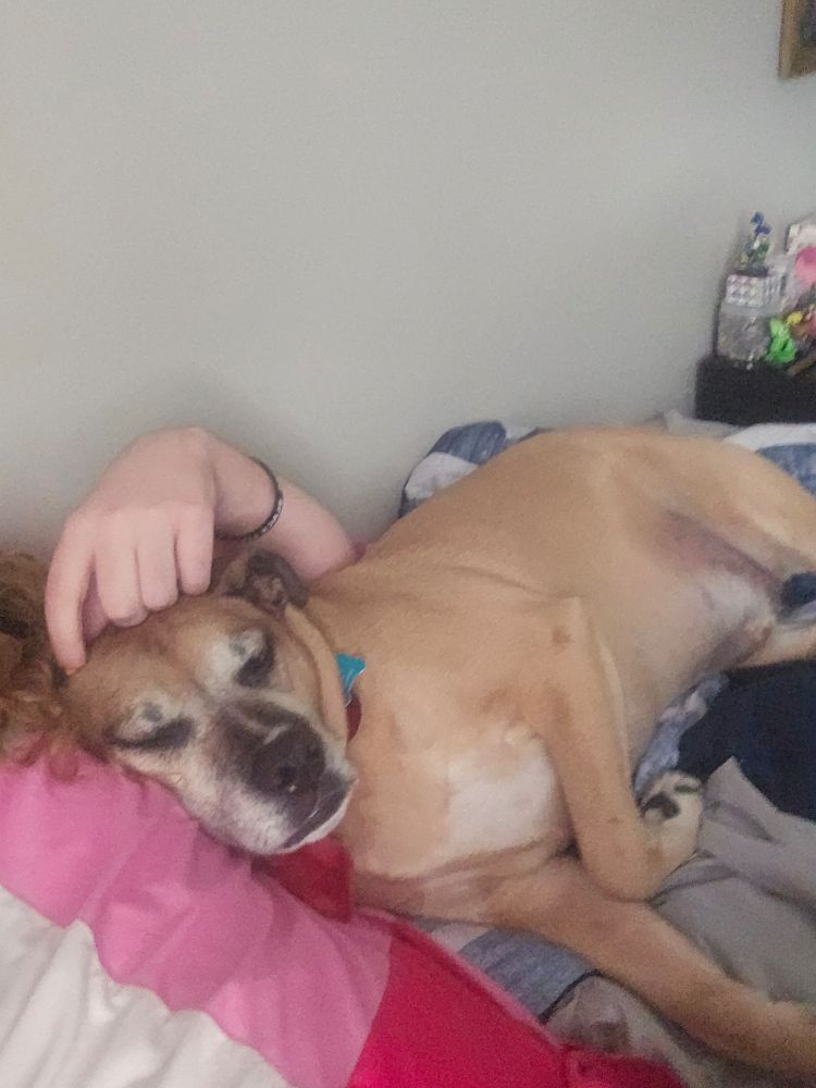 A picture of my roomate's dog Brax, a large brown Pitbull Husky mix, completely zonked unconscious against me in bed