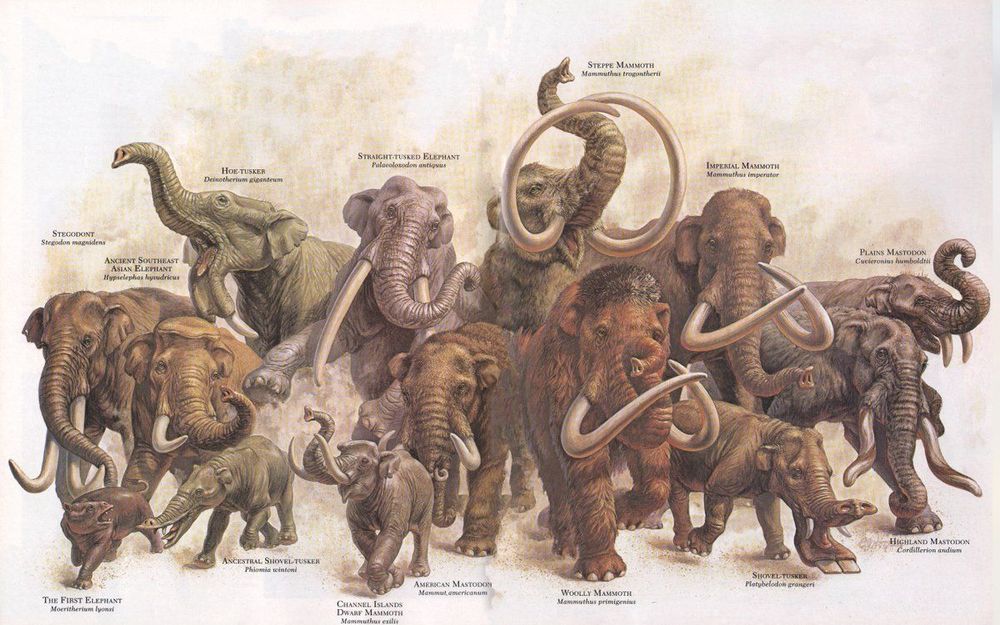 This image shows an illustration from the Elephants issue of Zoobooks, depicting fossil ancestors of modern elephants, including mastodons and mammoths. These fossil ancestors include Platybelodon, which has comically large lower incisors, which are flat and shaped like a large shovel.
