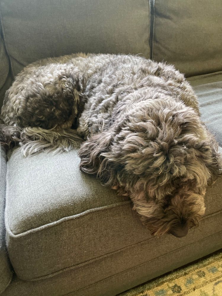 Golden doodle holding the couch down 
