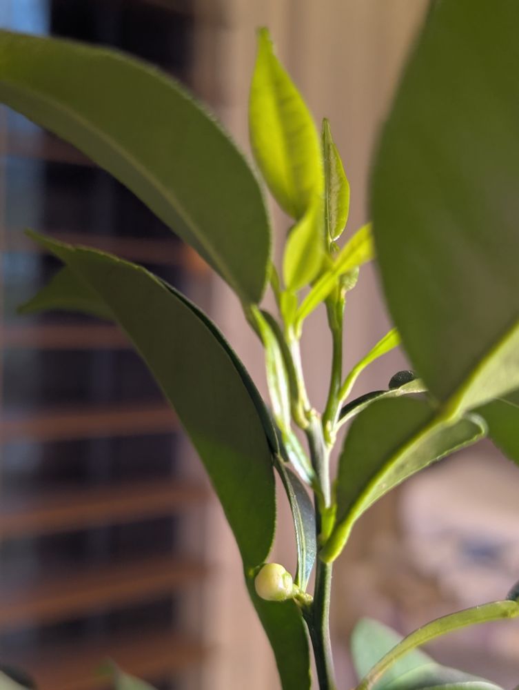 A vertical branch of yuzu leaves with one flower bud about to open.
