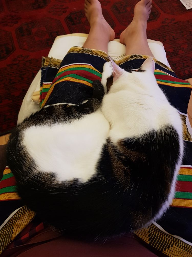 White tabby with tabby markings down his back and over his forehead and ears lies in a curl on my lap.
