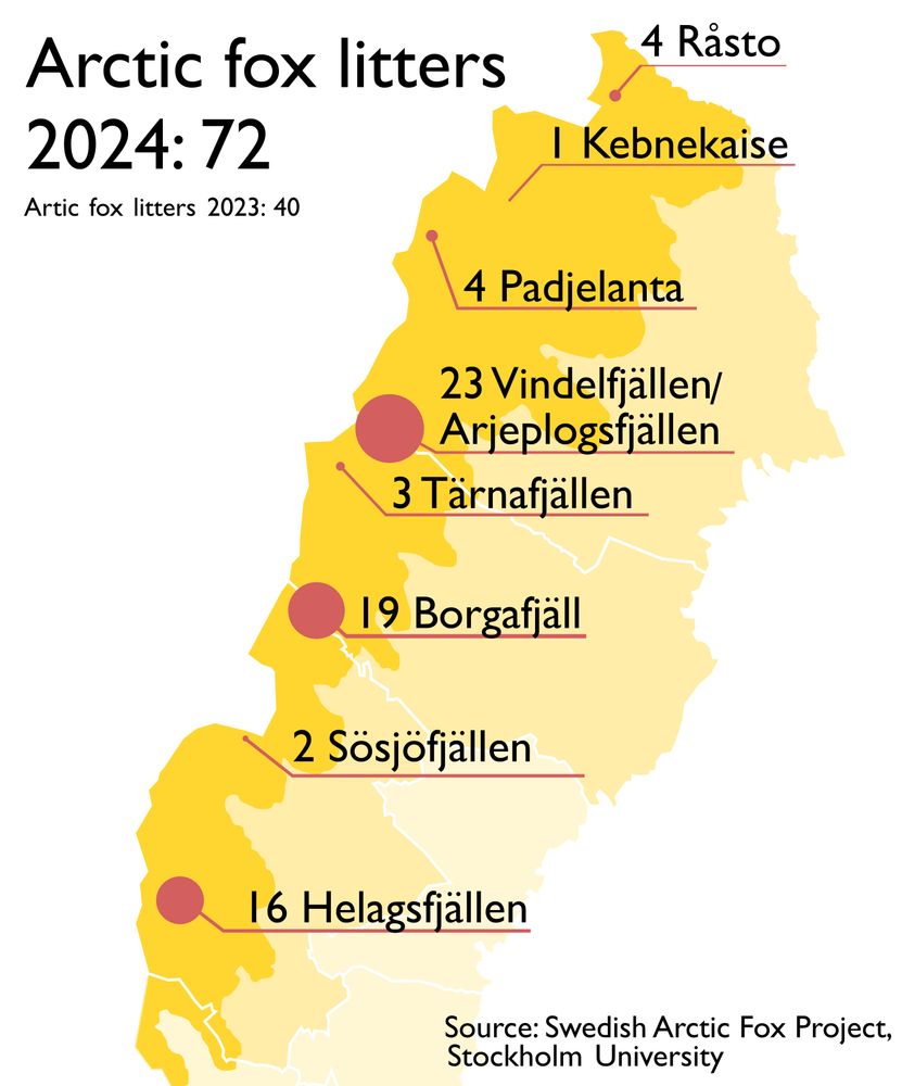 A map over northern Sweden with 2024's arctic fox litters marked.