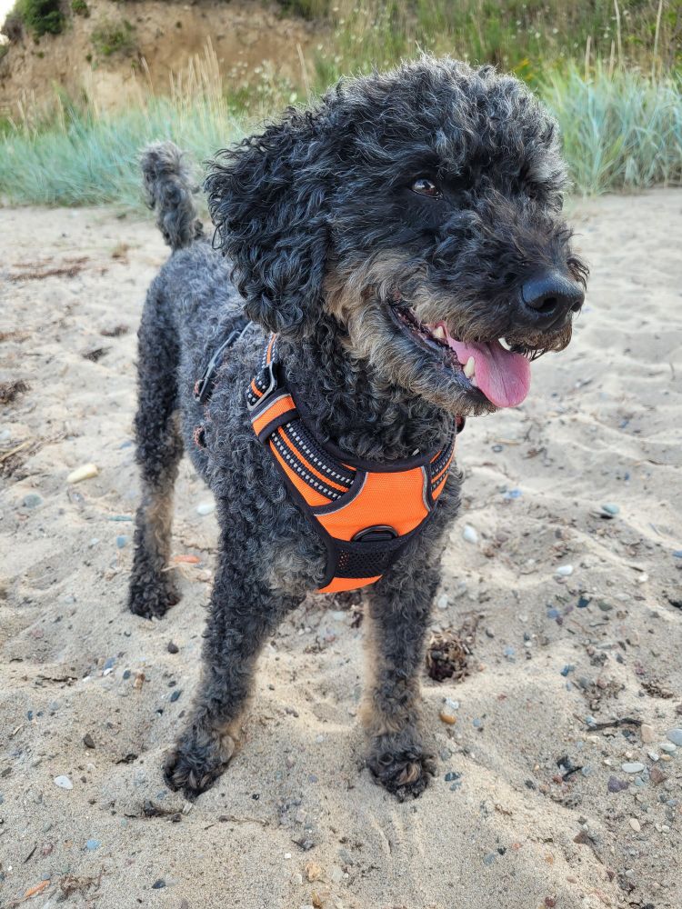 Eine black&tan Pudel Hündin mit orangen Geschirr steht am SandStrand. 