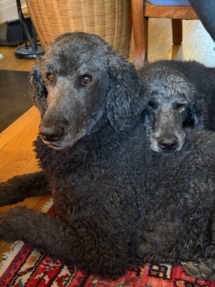 one charcoal gray poodle resting her head on the shoulder of another charcoal gray poodle in a pose like the two goats in the first skeet