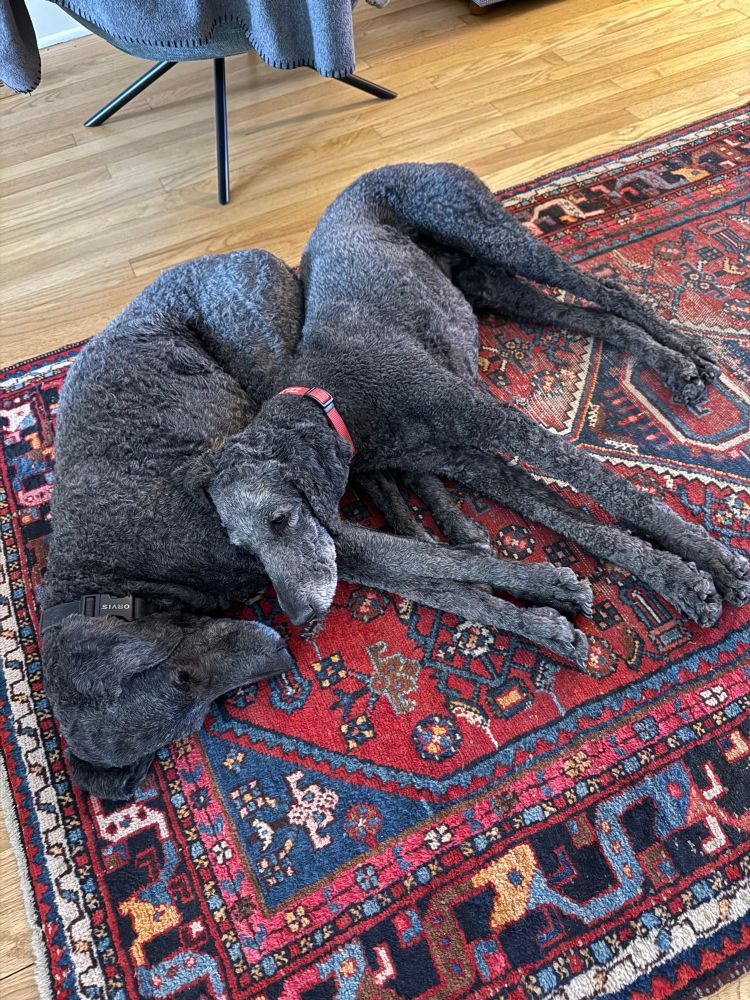 Two charcoal gray dogs sleep, one resting her head on the other’s legs 