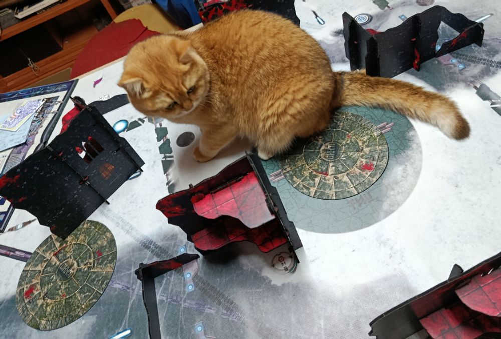 An orange cat, Taro, standing in the middle of a Warhammer tabletop map. His butt in the middle point.