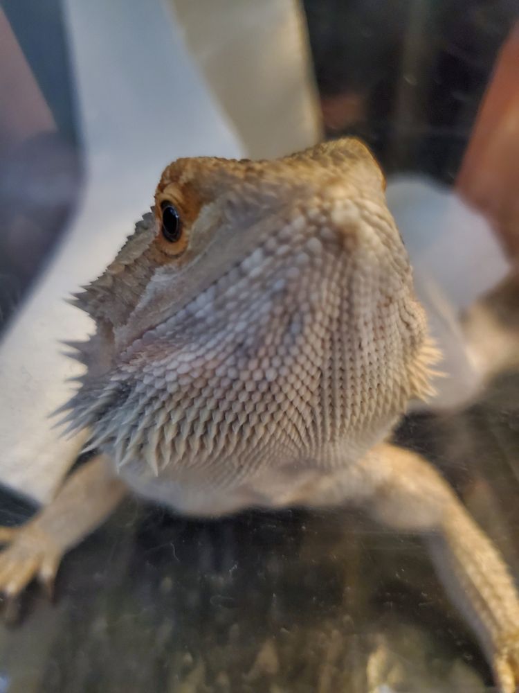 A bearded dragon with her head inclined upward, looking directly at the camera. Her scales are in clear contrast from the focus, with a single large eye showing due to the turn of her head. Out of focus behind her is a paper towel that has been liberally pushed out of place. The impression is that the lizard is proud of her mess.