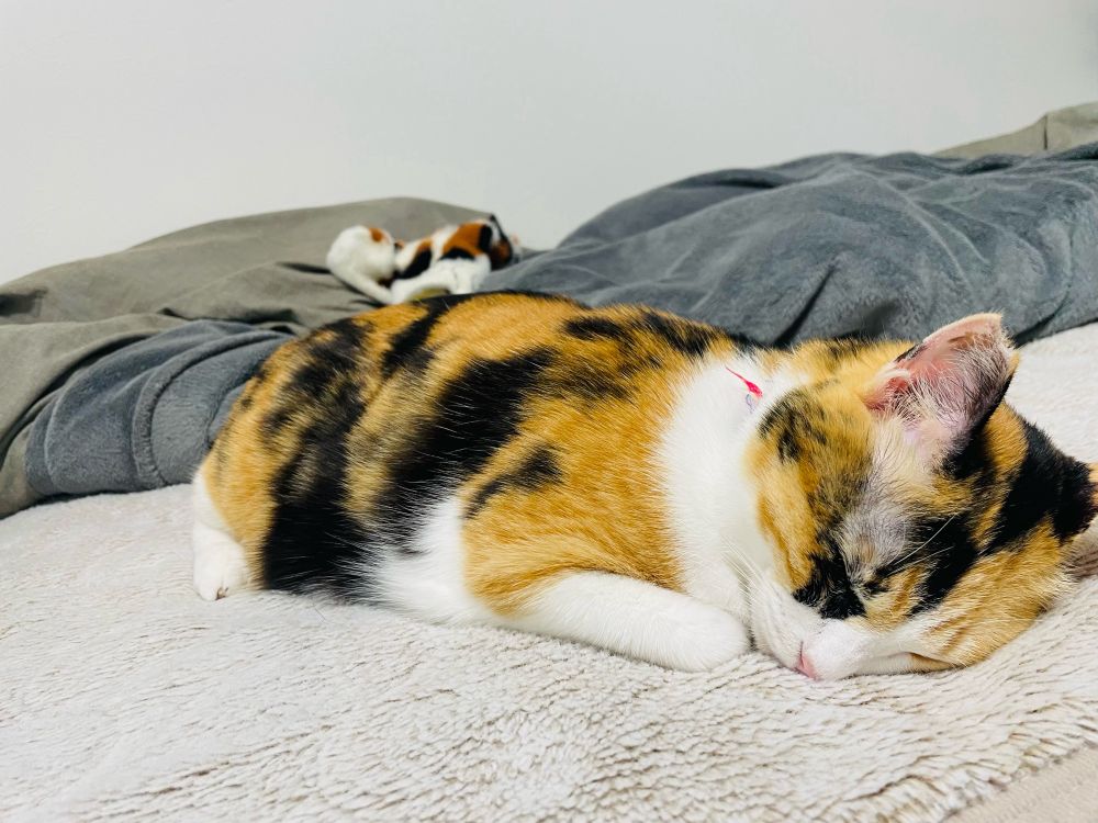 ねんねしてる猫ちゃん