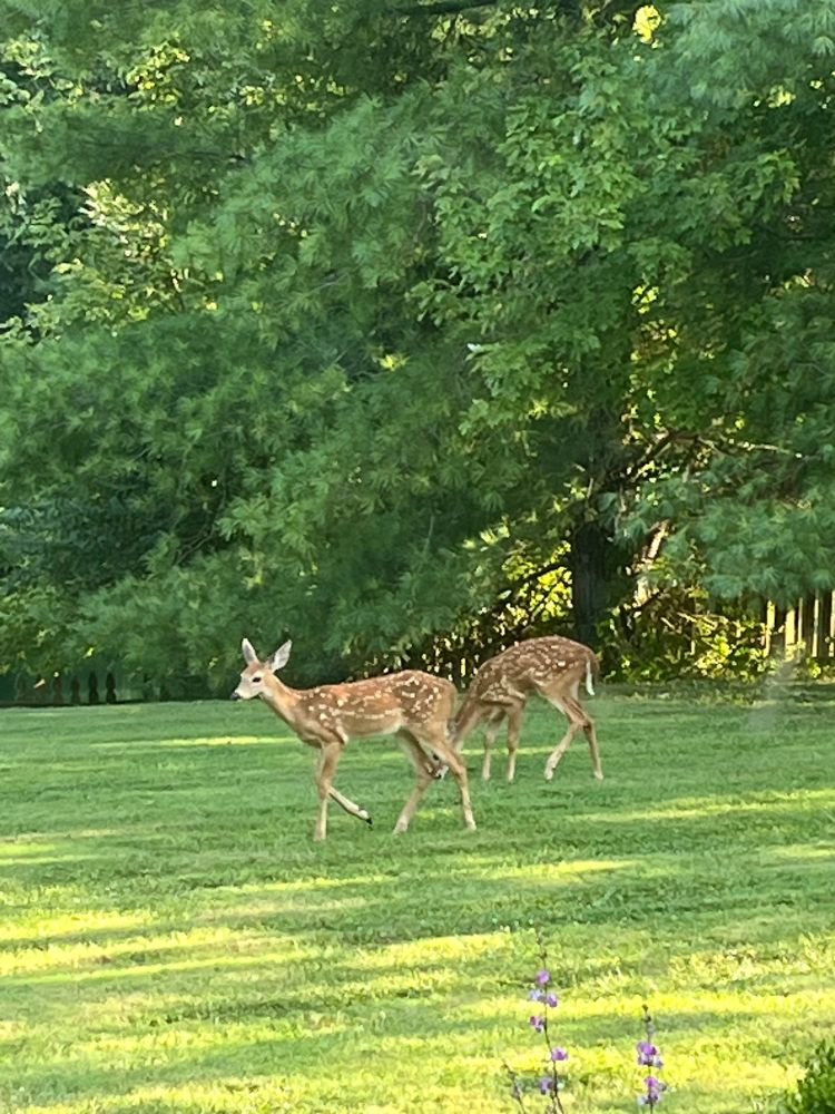 Two baby deer pic. They’re backyard. 