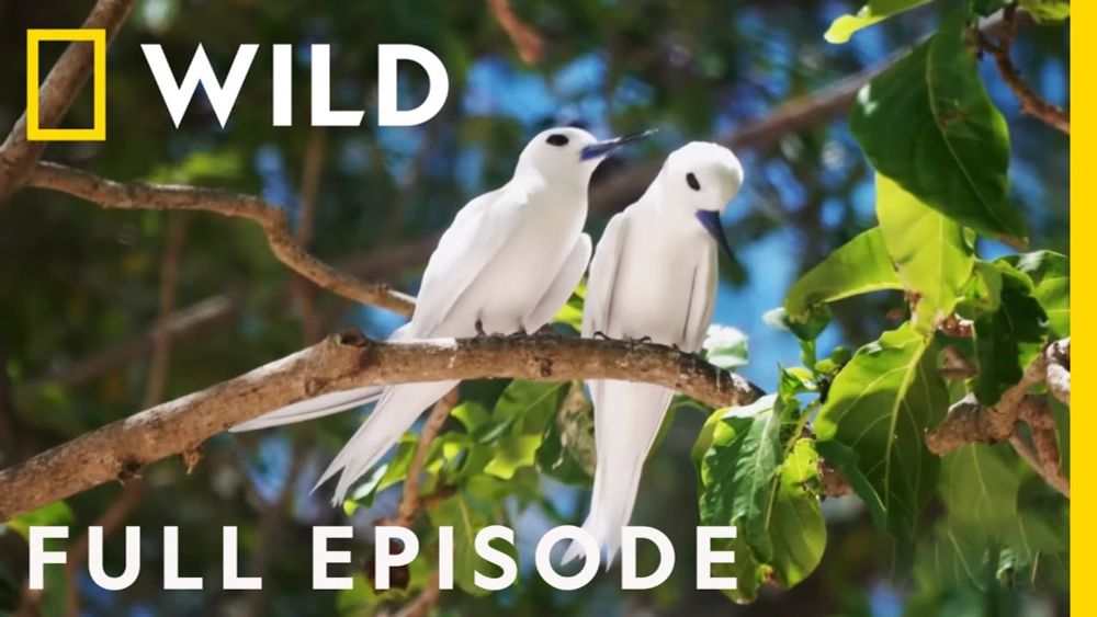 The Majestic Birds of Hawai'i (Full Episode) | Extraordinary Birder with Christian Cooper