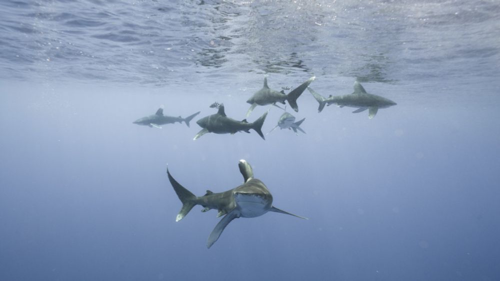 Study: Sharks Critical To Ocean Ecosystems, More Protections Needed