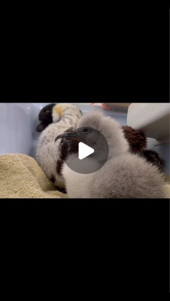 Save Our Shearwaters on Instagram: "Being a baby ‘ua‘u kani is rough work 🥱
•
•
•
#saveourshearwaters #wildlifeconservation #wildliferehab #kauai #hawaii #conservation #wildliferescue #birds #seabirds...