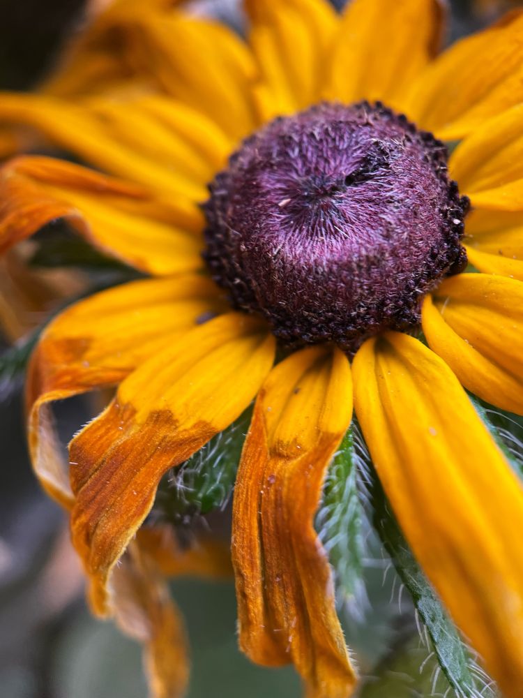 Macro photo of a yellow black-eyed susan. Some of the petals are wilted and brown in the ends