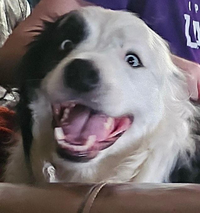 Photo of a ridiculous looking border collie, his mouth open and eyes wide 