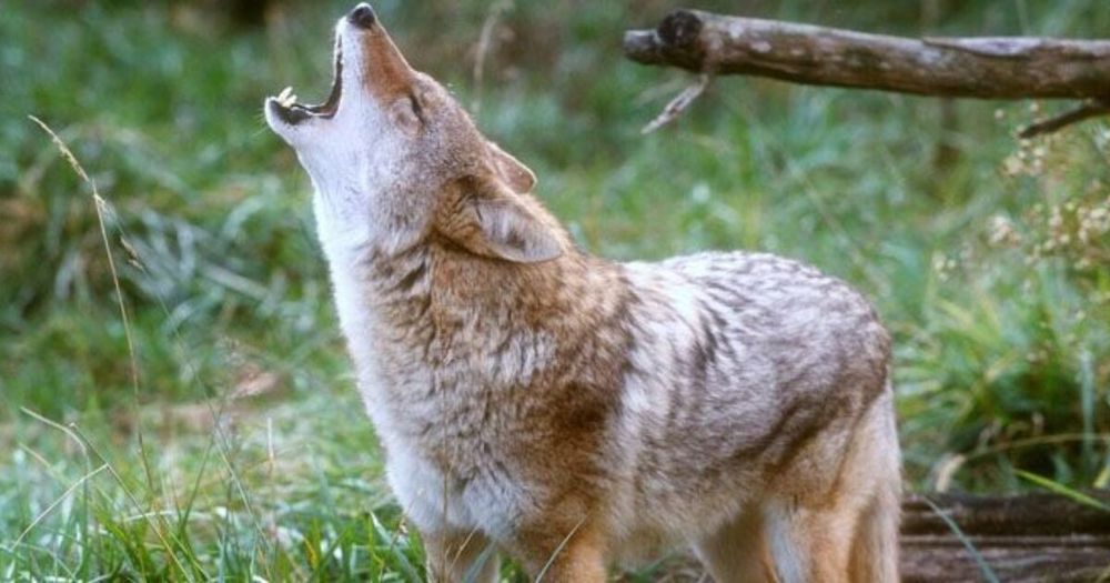 A photo of a howling coyote