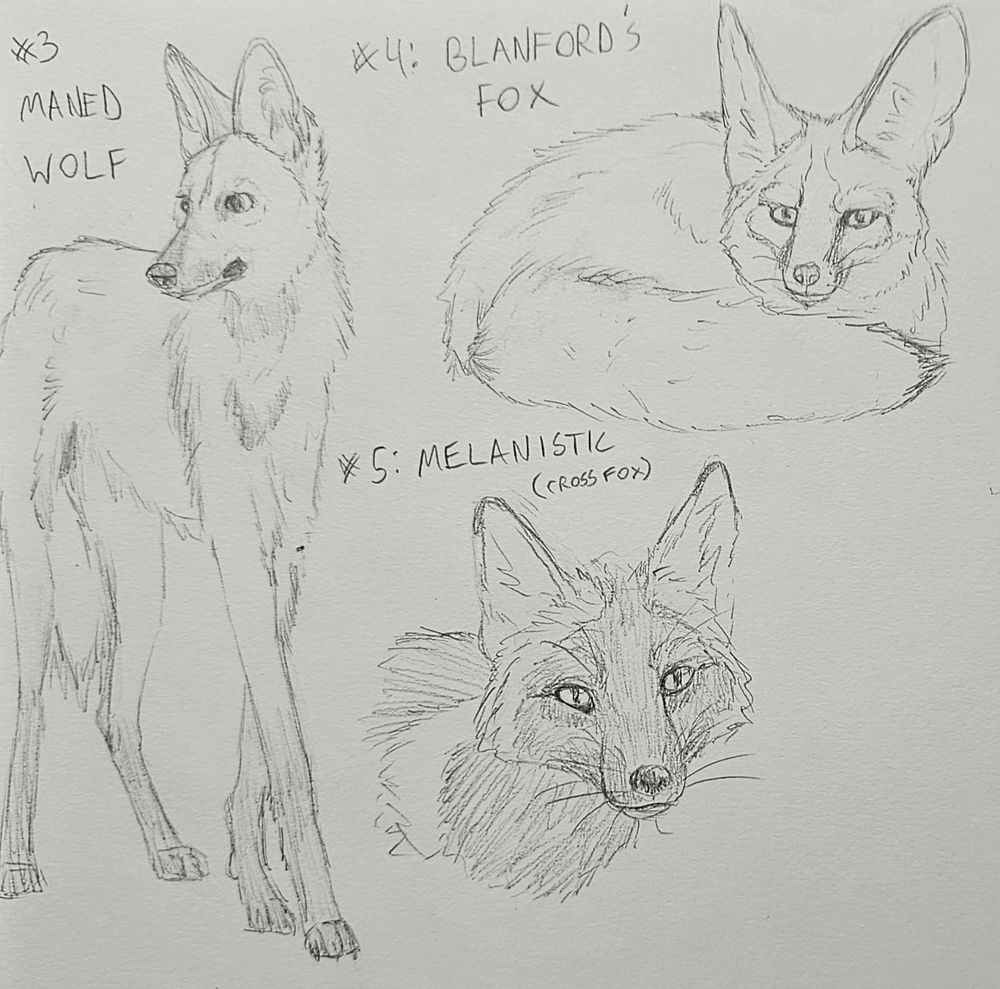 Pencil sketches of a maned wolf standing, a curled up blanfords fox and a cross fox head