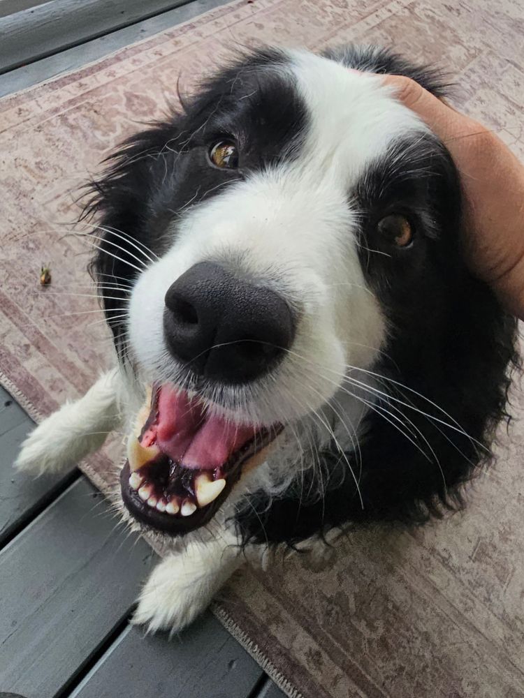 Another ridiculous looking border collie, she has a happy derp expression and is looking at the camera 