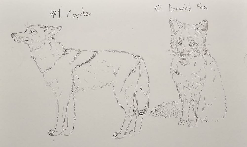pencil sketchs of a coyote and a Darwin's fox, the coyote on the left is standing in profile, an the Darwin's fox is sitting almost fully facing the viewer