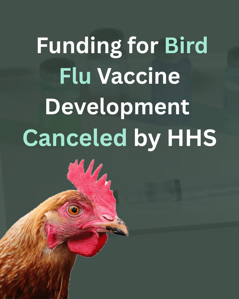 Funding for Bird Flu Vaccine
Development Canceled by HHS