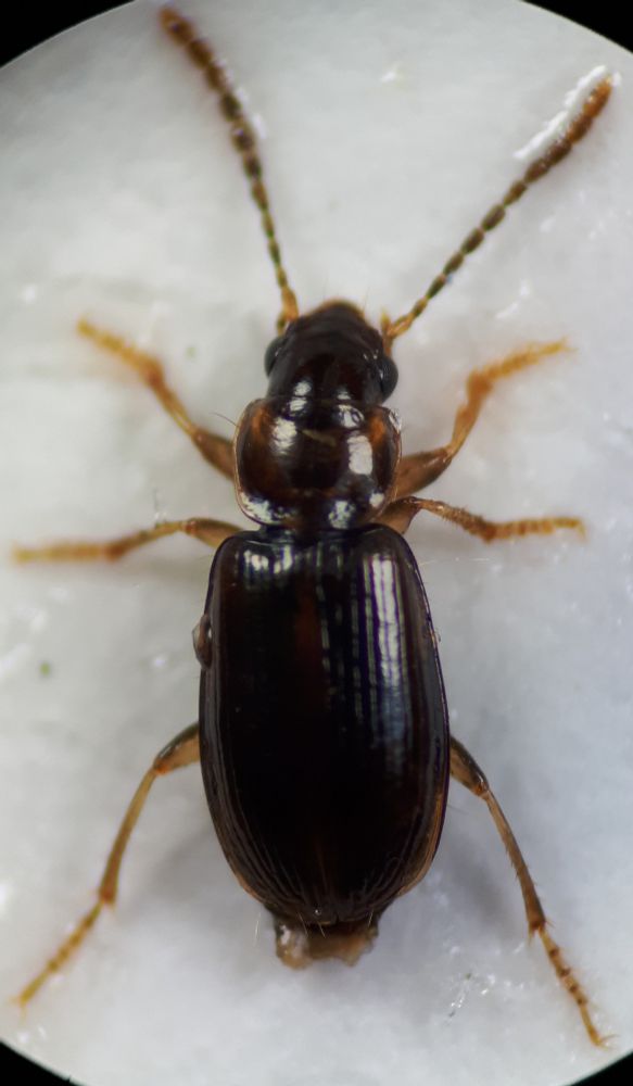 Dorsal view of a carded small carabid beetle, possibly Acupalpus maculatus. The beetle is reddish brown, paler at the edges and with paler legs. 