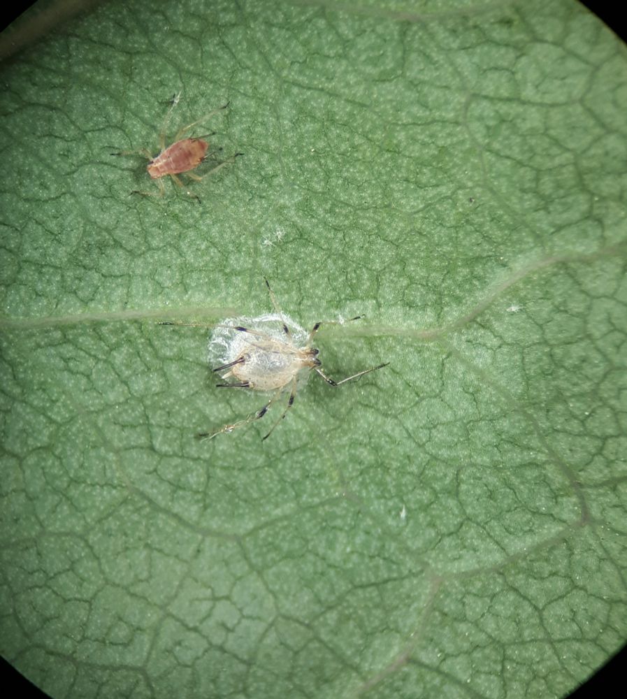 In the center is a pale white semi transparent remains of a aphid, petrified above a white silken cocoon, possibly of a parasitic wasp. Above is a brownish living aphid. The background is a green veined leaf, with some black artifacts of the microscope eye piece in the corners. 