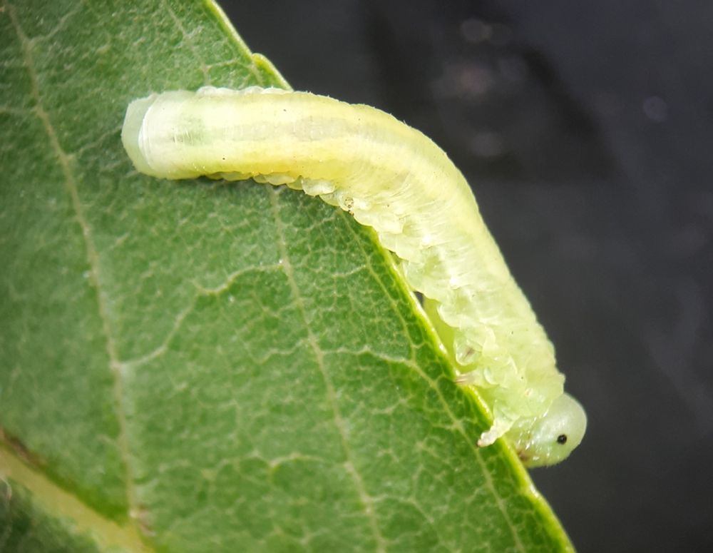 A green leaf is against a black background. A light green with two yellow dorsal stripes sawfly larvae  is perched on the leaf edge eating the leaf. 