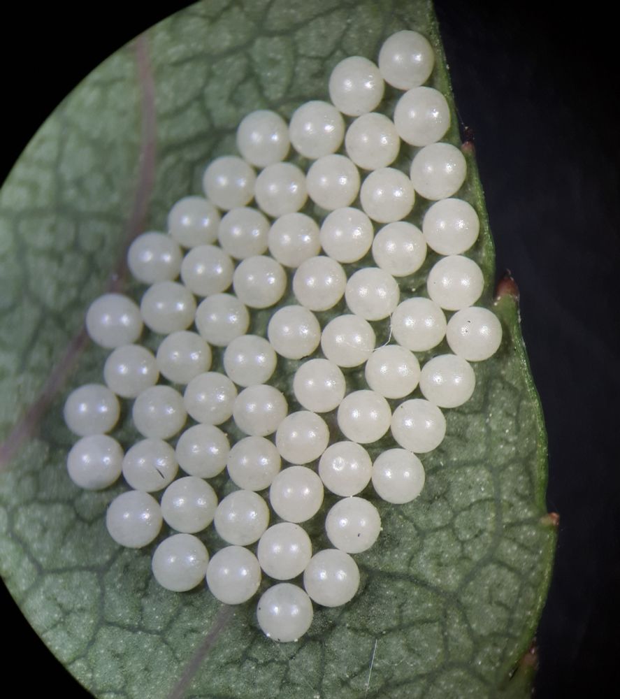 A patch of  aprox. 50 pearlescent globular eggs laid on a green veined rose leave against a black background
