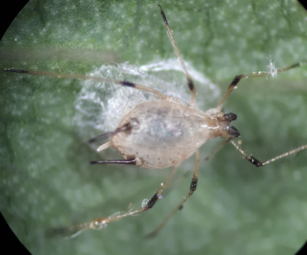 A detailed view of a pale white semi transparent remains of a aphid with some dark patches on the legs, petrified above a white silken cocoon, possibly of a parasitic wasp. against a background of a green veined leaf, with some black artifacts of the microscope eye piece in the corners. 