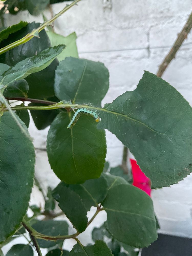 The green leaves of a cultivated rose are against a white painted wall. There is a bright red rose petal out of focus in the backgrounds. A single sawfly larvae is eating a leaf in the centre of the image. The sawfly larvae have a light green base colour speckled with yellow, white and black dots with an orange head capsule. 
