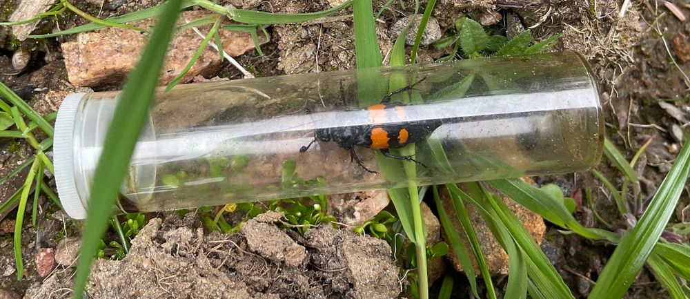 A transparent glass tube is resting among bare soil and green plants. At the left side the tube is capped with a whiteish bung. In the middle is a largely black beetle, with four orange marks across its elytra. 