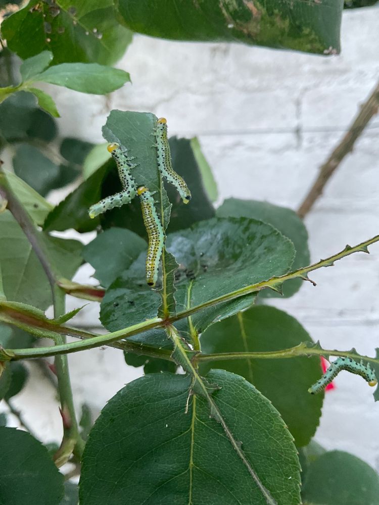 The green leaves of a cultivated rose are against a white painted wall. There are three sawfly larvae on a nearly completely eaten leaf in the centre of the image, with another singular larvae on a stem on the lower right hand side. The sawfly larvae have a light green base colour speckled with yellow, white and black dots with an orange head capsule. 