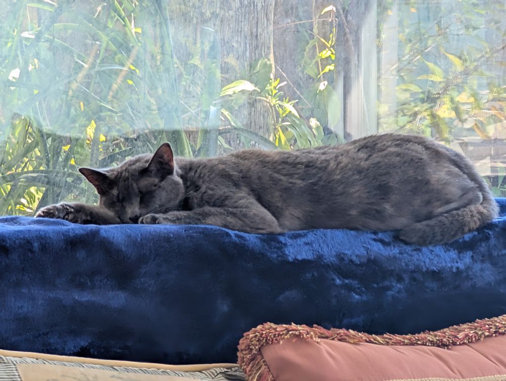 A dilute tortioseshell cat named Tortie sleeping on the back of a couch with a window showing some plants behind her.