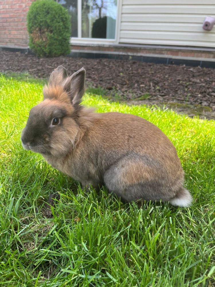 Marshmallow, a brown and black domestic lionhead bunny rabbit sits in the grass.