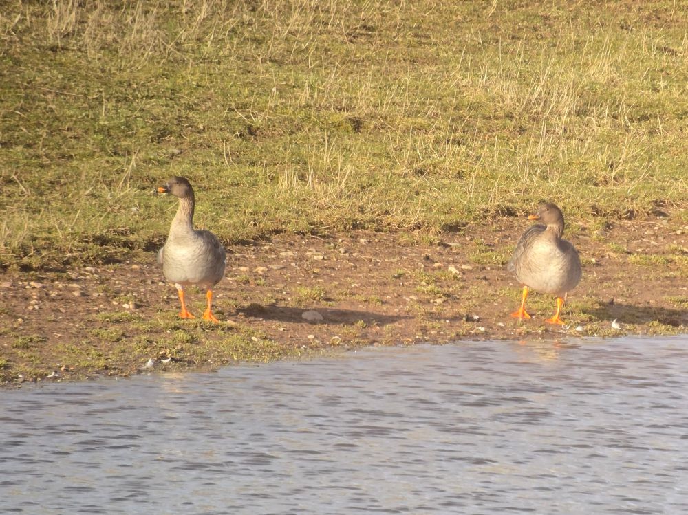 Tundra Bean Geese 