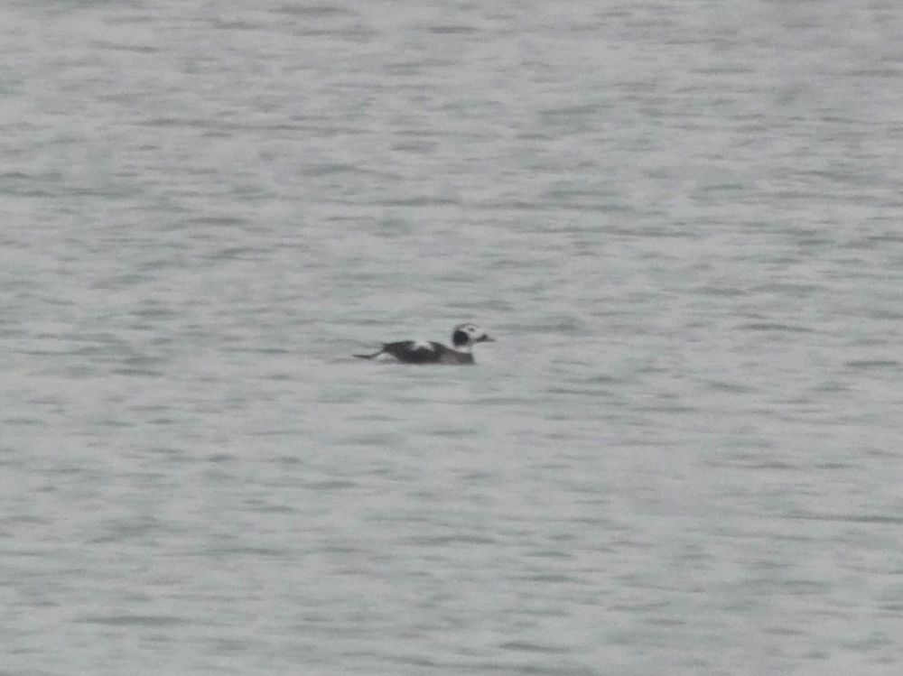 Long-tailed Duck