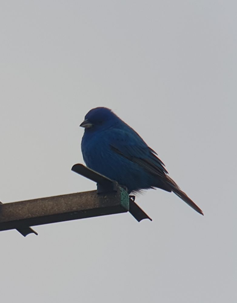 Indigo Bunting 
