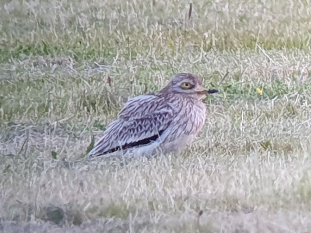 Stone Curlew 